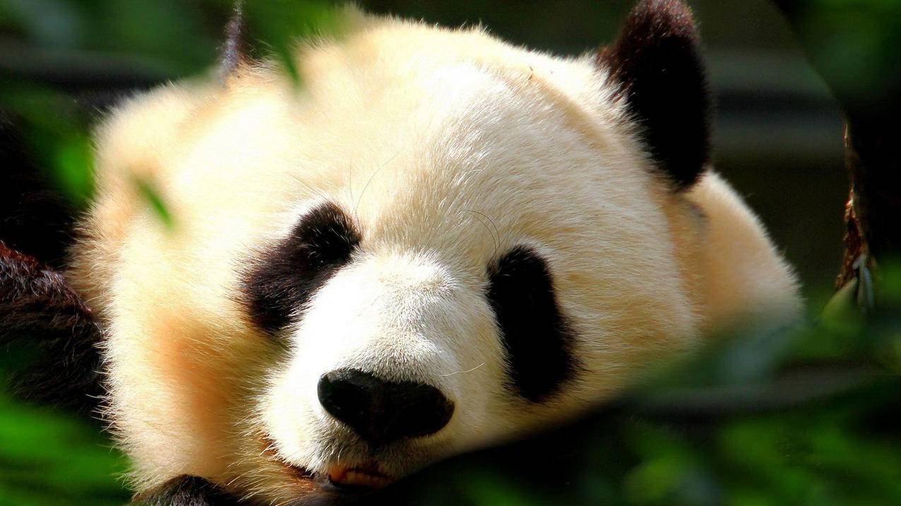 刷快手浏览网站 - 快手刷赞网站全网+最低价啊免费雷神代刷站,球球代刷网24小时自助下单,梓豪刷快手业务