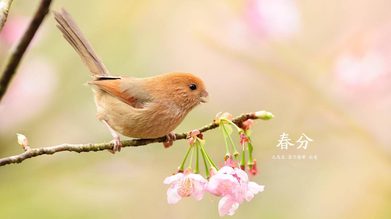 直播人气互动,1元1000粉,免费刷快手双击网站子萧-王者荣耀2元刷一万人气天马业务