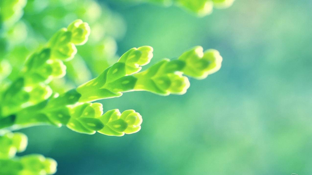 球球大作战刷礼物业务
