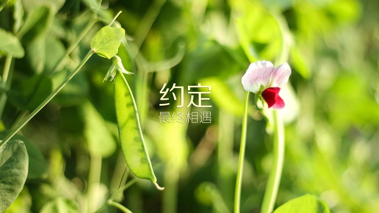 低价qq刷空间说说赞